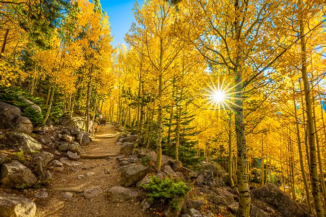 Bear Lake area trail with fall golden aspens on Estes Park Photo Tour